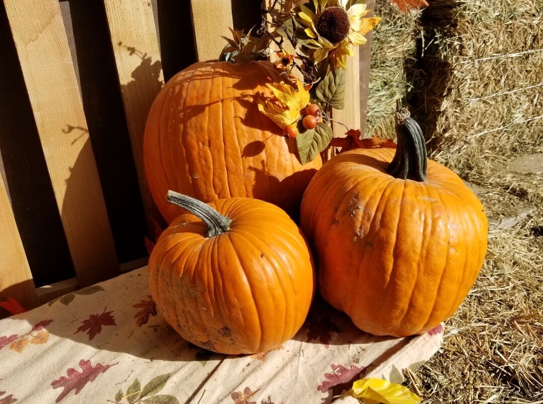 Halloween trick-or-treat date changed in Shelby